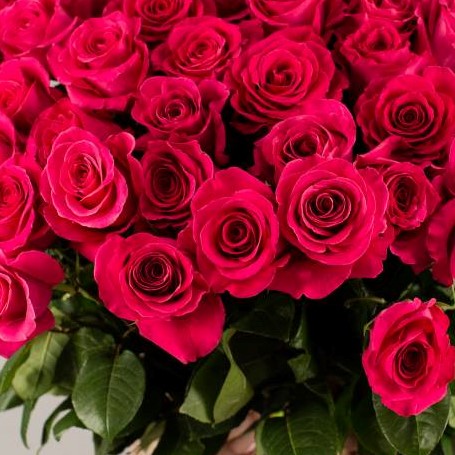 Букет из 51 Розовой розы Эквадор 60см №7299