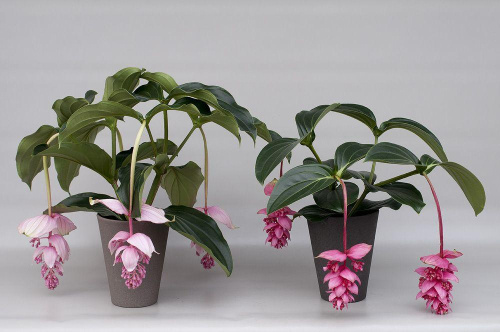 Мединила 1200