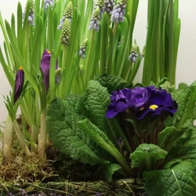 Корзинка с луковичными первоцветами M (примула, ирис, мускарии, нарцисс) 28395