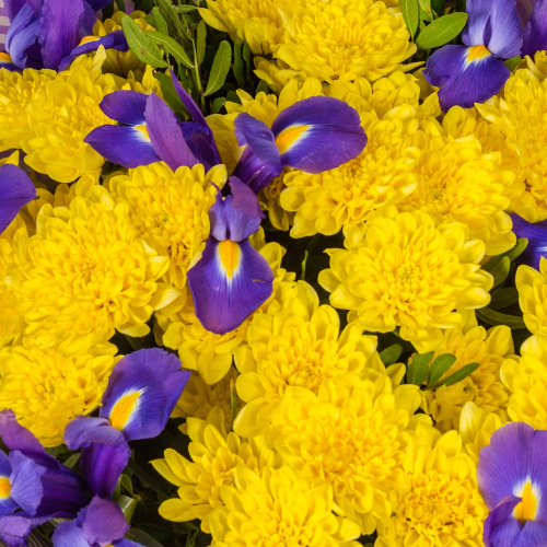 Букет с кустовой хризантемой и ирисами Соната желтая 7047-Ж