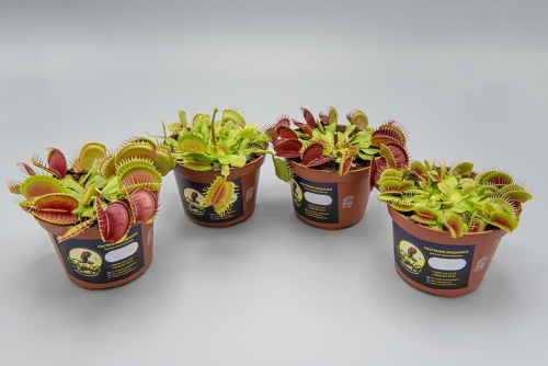 Мухоловка 820