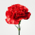 Гвоздика красная ПОШТУЧНО N 24 Гвоздика красная ПОШТУЧНО N 24