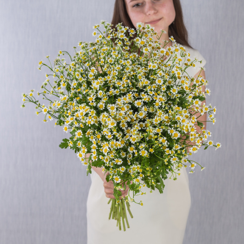 Букет из 25 мелких кустовых ромашек танацетумов с лентой арт. 50582