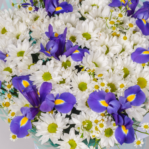 Букет с хризантемой, ирисом и ромашками N 52674