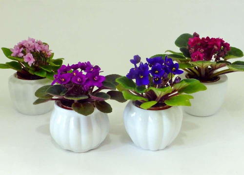 Сенполия Фиалка 240