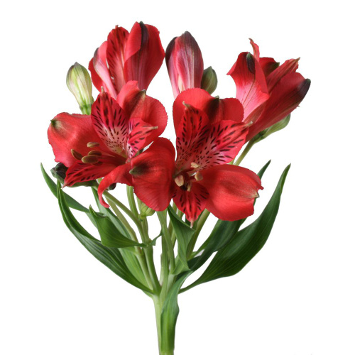 Альстромерия ПОШТУЧНО N 21
