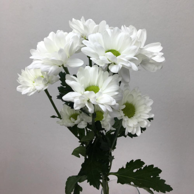 Хризантема кустовая МИКС ПОШТУЧНО N 19