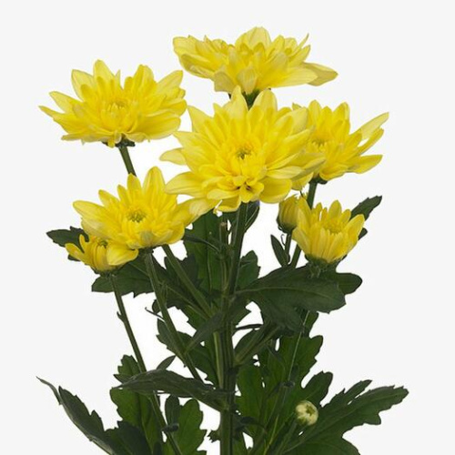 Хризантема кустовая желтая махровая ПОШТУЧНО N 19