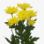 Хризантема кустовая желтая махровая ПОШТУЧНО N 19
