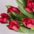 Тюльпаны красные 15 шт. 28774