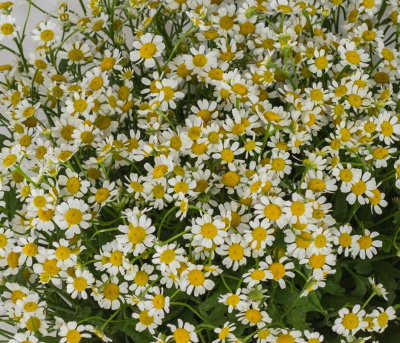 Круглый букет из ромашек танацетумов 36303