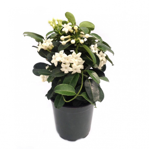 Стефанотис 850