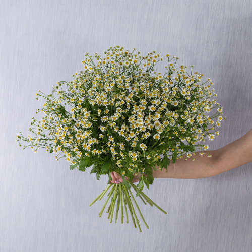 Букет из 25 мелких кустовых ромашек танацетумов с лентой арт. 50582