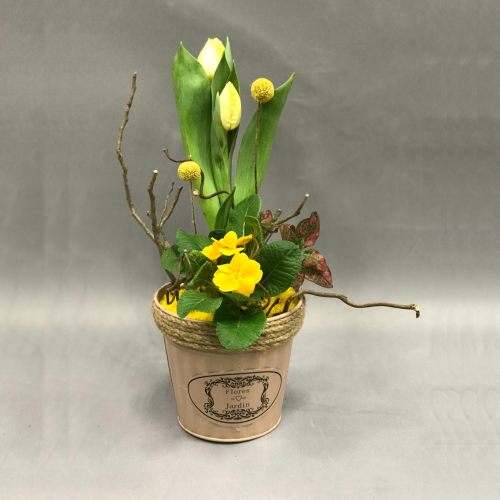 Кашпо с луковичными первоцветами S (тюльпан, примула) 13307