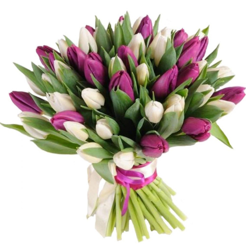 Букет из 51 Тюльпана (фиолетово-белый) 7336