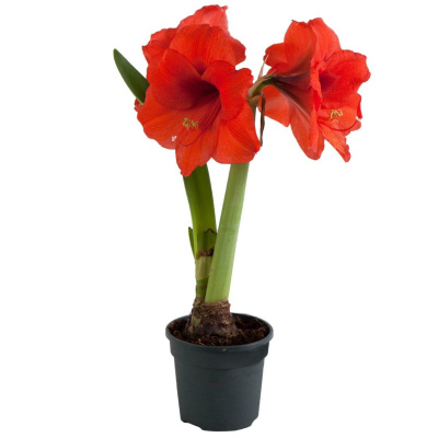 Амарилис 390
