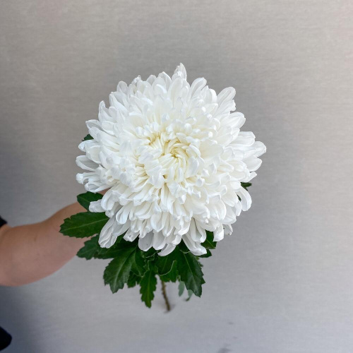 Хризантема одноголовая белая N 18