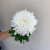 Хризантема одноголовая белая N 18
