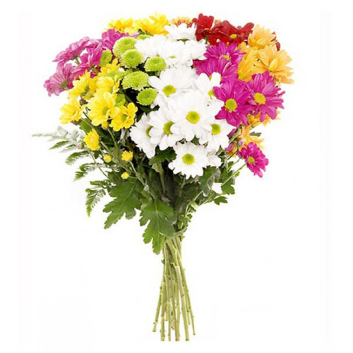 Хризантема кустовая МИКС ПОШТУЧНО N 19