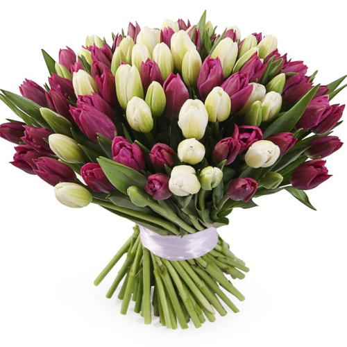 Букет из 101 тюльпана (фиолетовый/белый) 7335