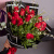 Букет из Кенийских красных роз 15 шт. 28447-Кр