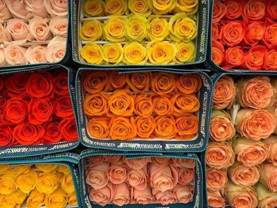 100 Роз Эквадор 40 см. в технической упаковке. (по 25 шт. в упаковке) 100 Роз Эквадор 40 см. в технической упаковке. (по 25 шт. в упаковке)