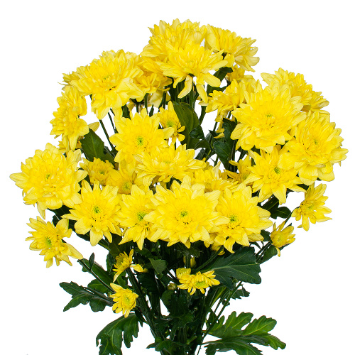Хризантема кустовая желтая махровая ПОШТУЧНО N 19