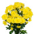 Хризантема кустовая желтая махровая ПОШТУЧНО N 19
