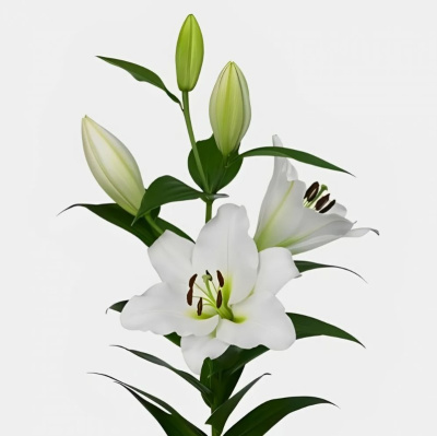 Лилия белая N 842