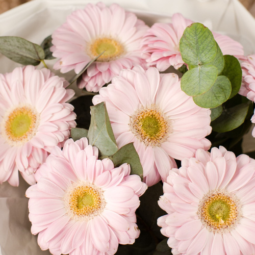 Букет из мини гербер с эвкалиптом N 50479