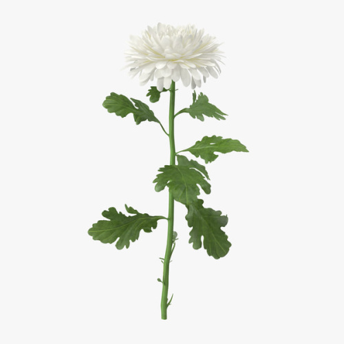 Хризантема одноголовая белая N 18
