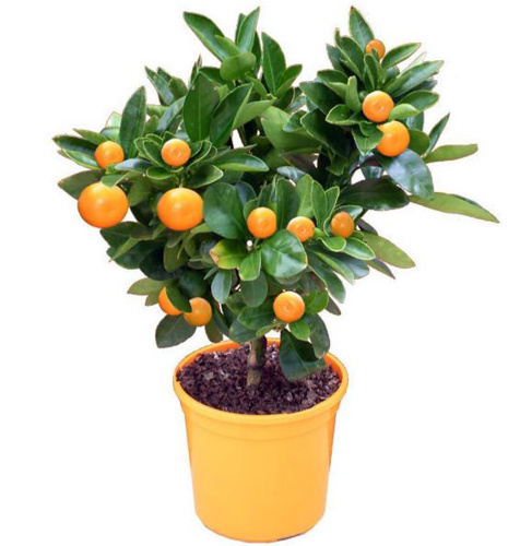 Цитрус Каламандин (мандарин) 2450