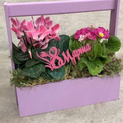 Ящик с первоцветами M (цикламен, примула) 28813