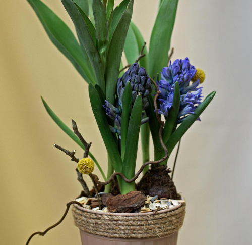 Кашпо с луковичными первоцветами S Синий (тюльпан, гиацинт) 46200-С