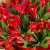 Букет из красных альстромерий N 50398-К