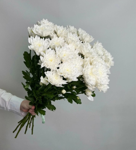 Хризантема кустовая белая махровая ПОШТУЧНО N 19