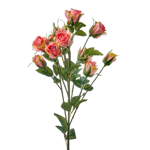 Роза кустовая