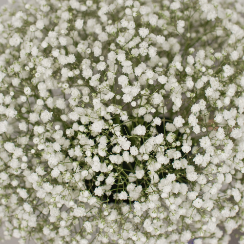 Коробка с гипсофилой белая N 50464