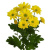 Хризантема кустовая МИКС ПОШТУЧНО N 19