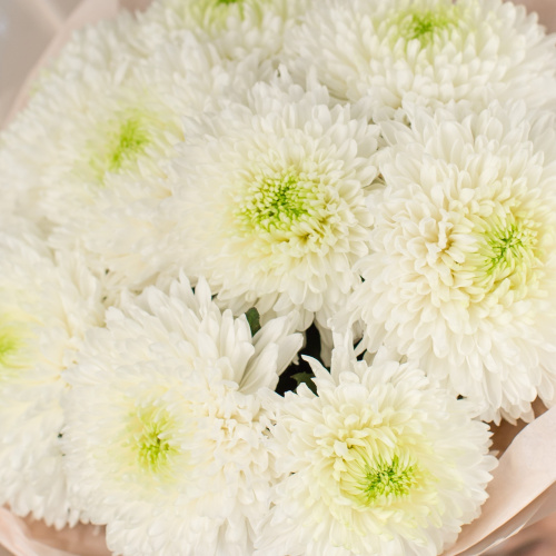 Букет из 9 одноголовых белых хризантем 50444